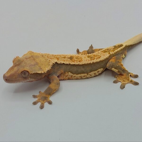 Gecko crestado – Correlophus ciliatus