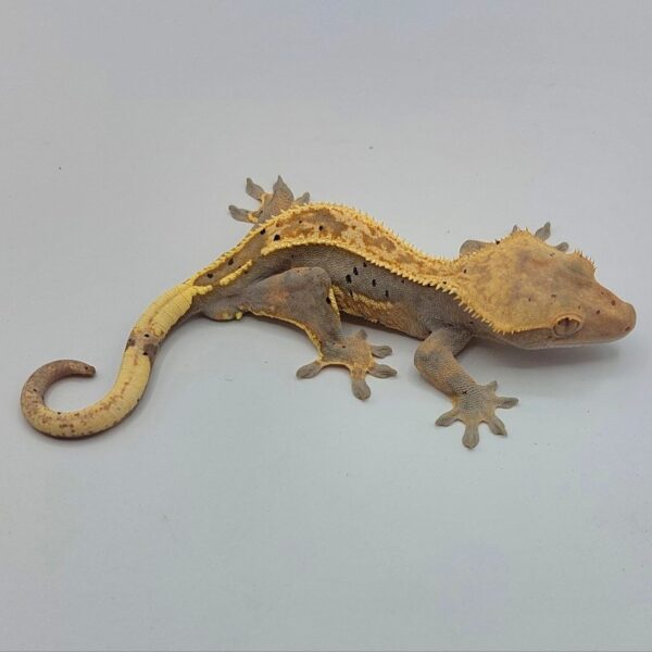Gecko crestado – Correlophus ciliatus