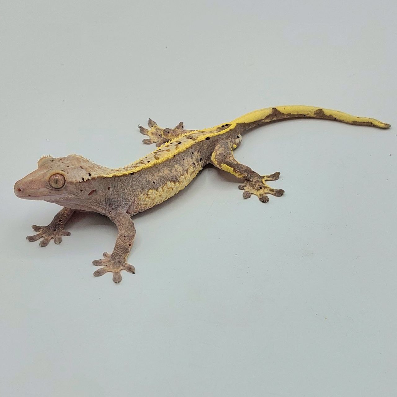 Gecko crestado – Correlophus ciliatus