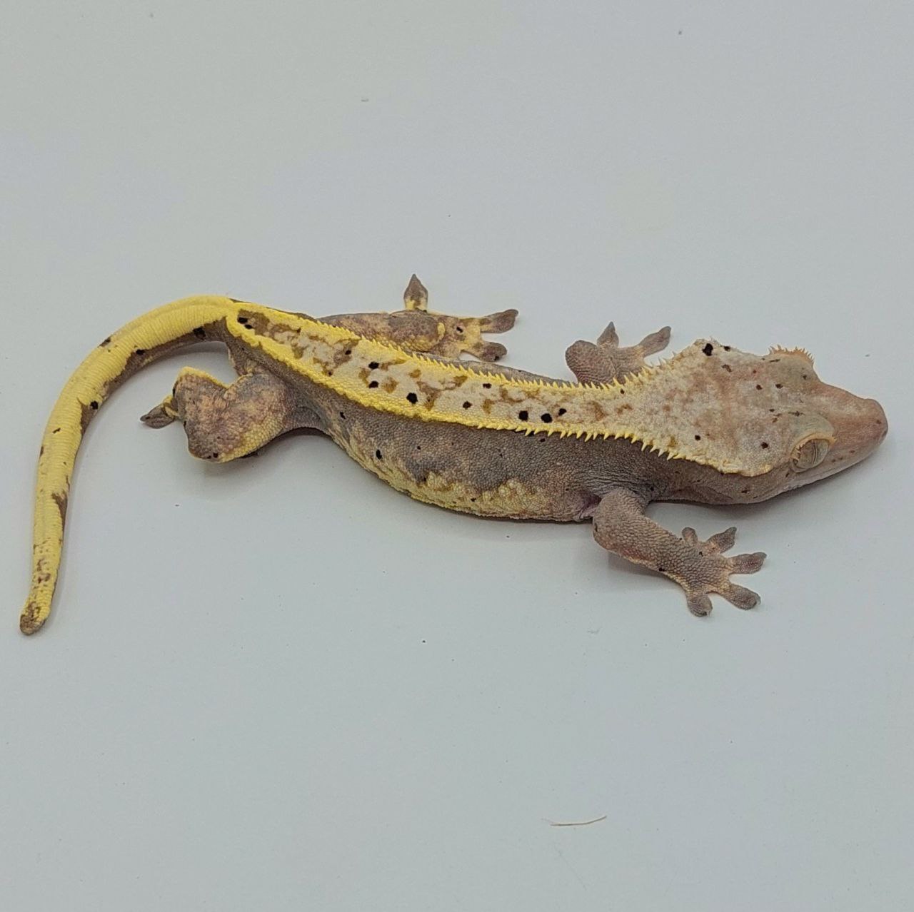 Gecko crestado – Correlophus ciliatus