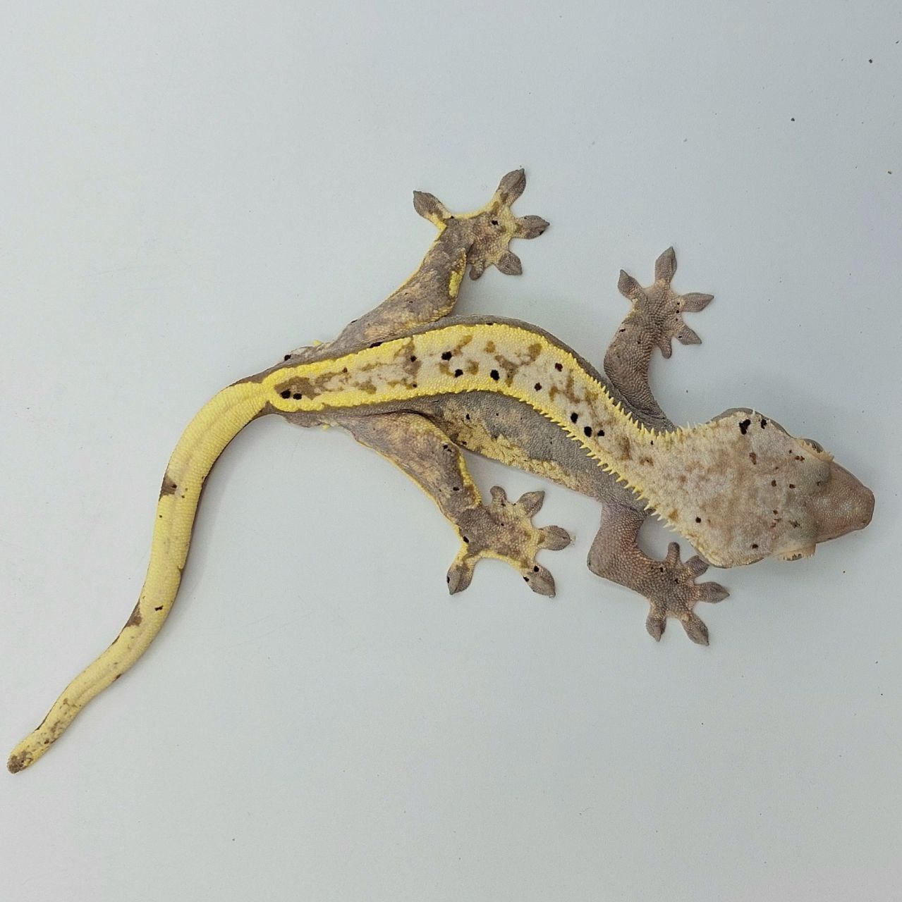 Gecko crestado – Correlophus ciliatus