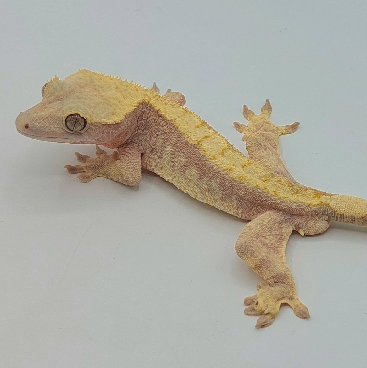 Gecko crestado – Correlophus ciliatus