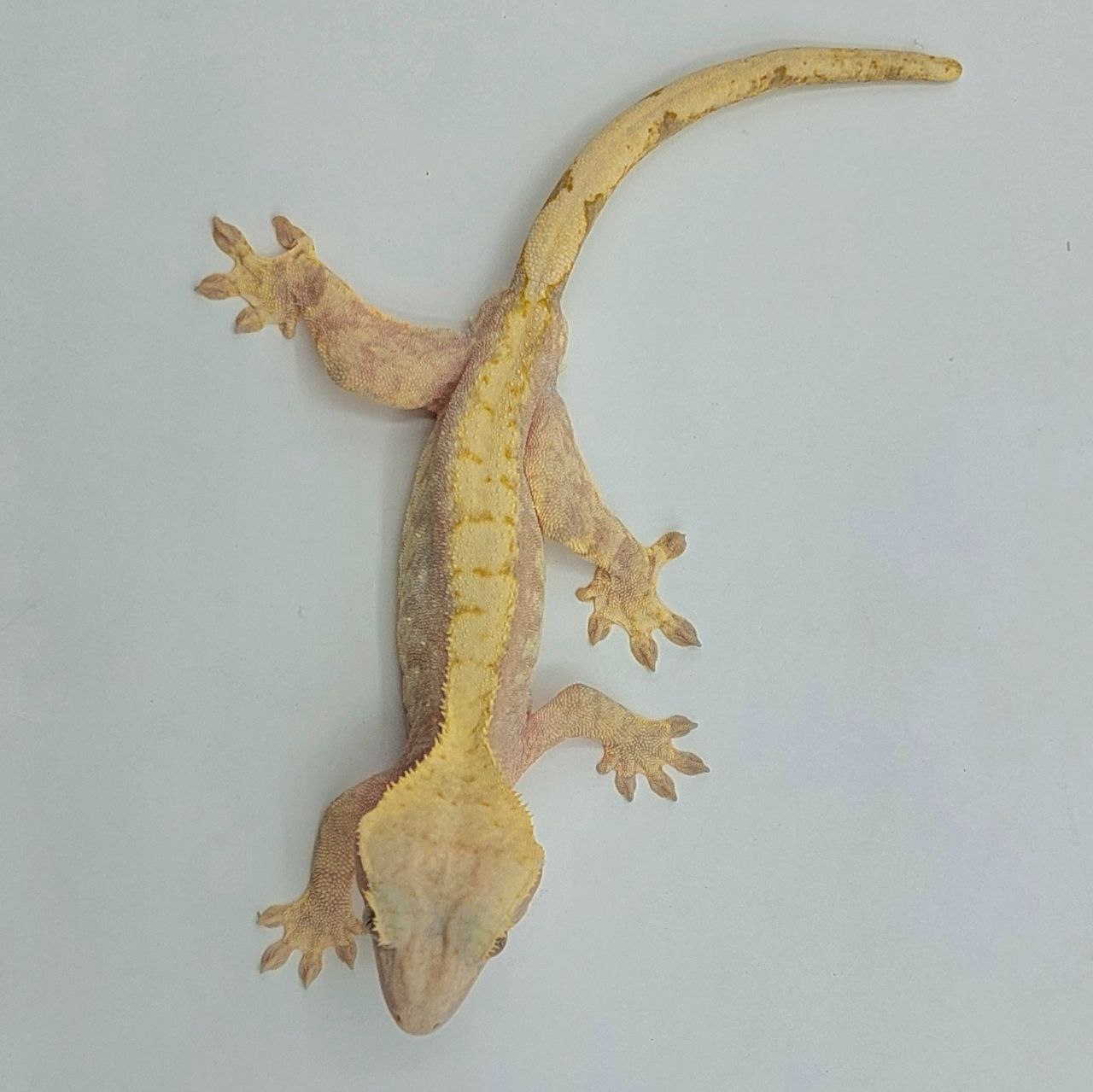 Gecko crestado – Correlophus ciliatus