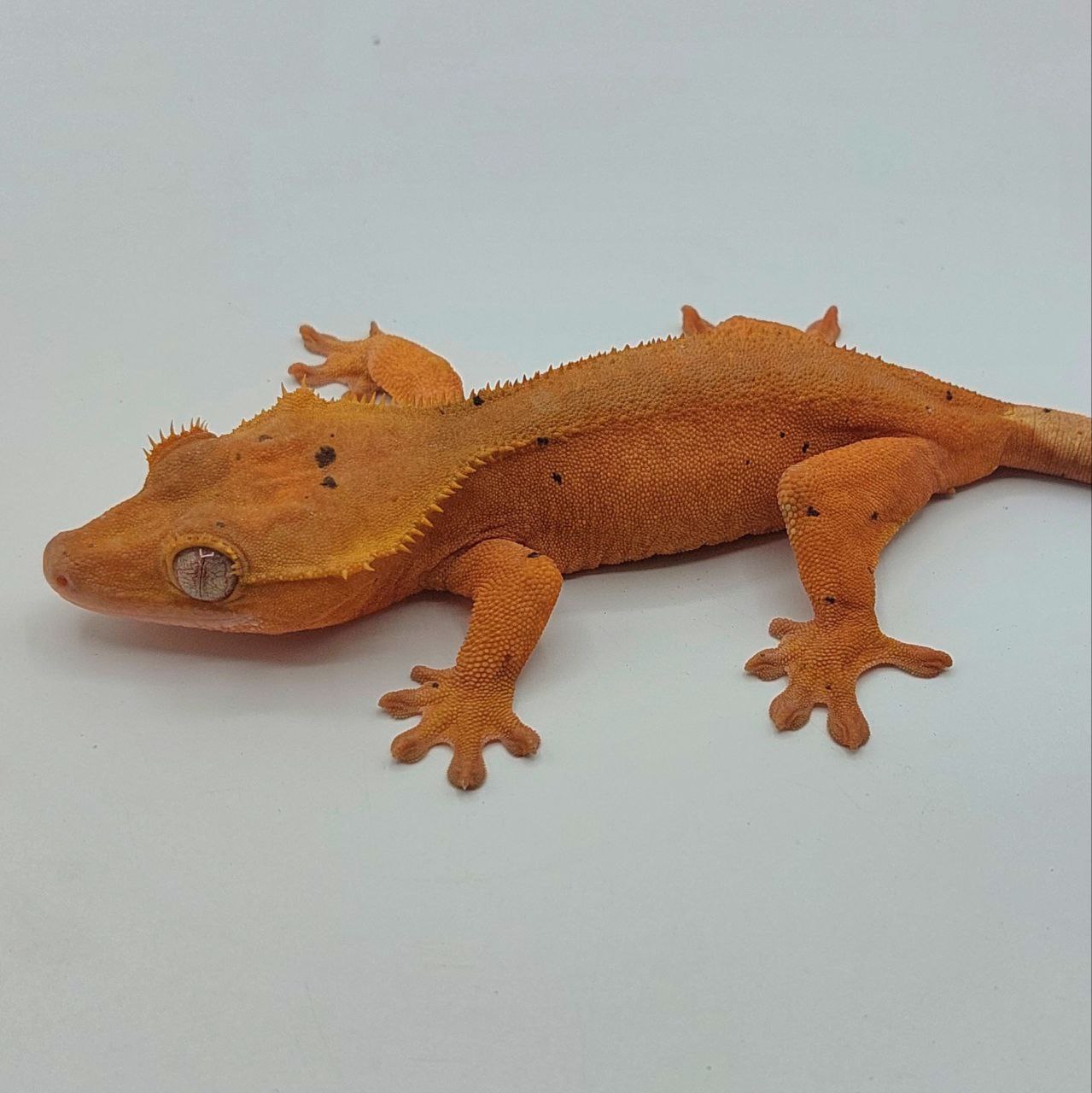 Gecko crestado – Correlophus ciliatus