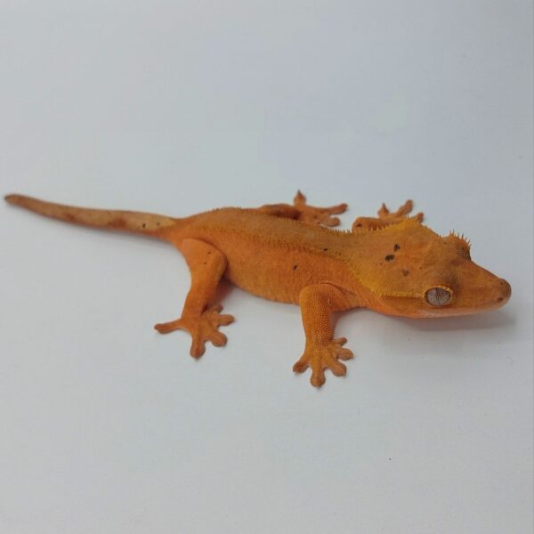 Gecko crestado – Correlophus ciliatus