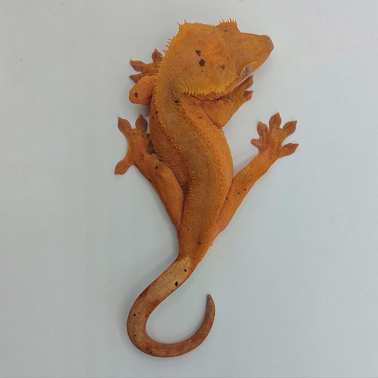 Gecko crestado – Correlophus ciliatus