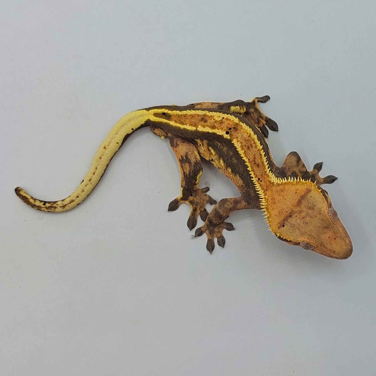 Gecko crestado – Correlophus ciliatus