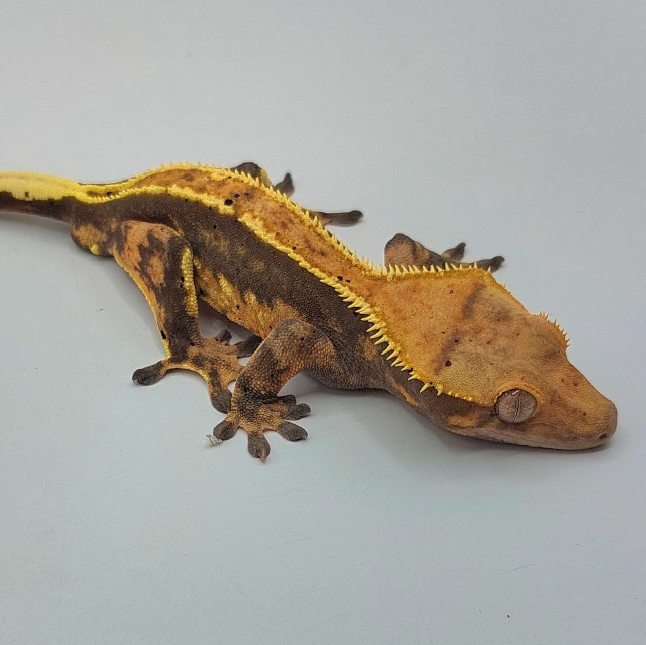 Gecko crestado – Correlophus ciliatus