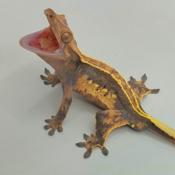 Gecko crestado – Correlophus ciliatus