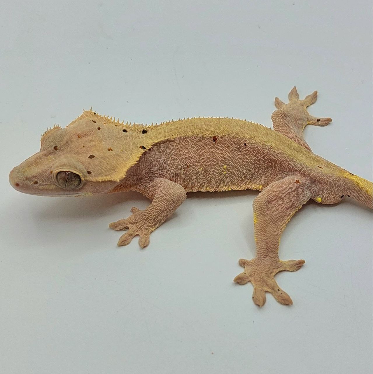 Gecko crestado – Correlophus ciliatus