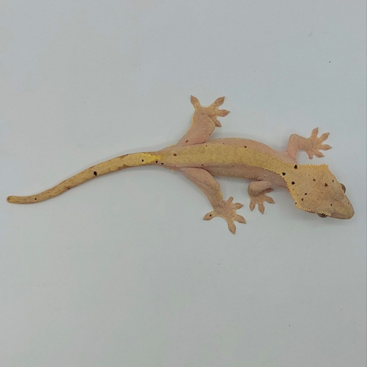 Gecko crestado – Correlophus ciliatus