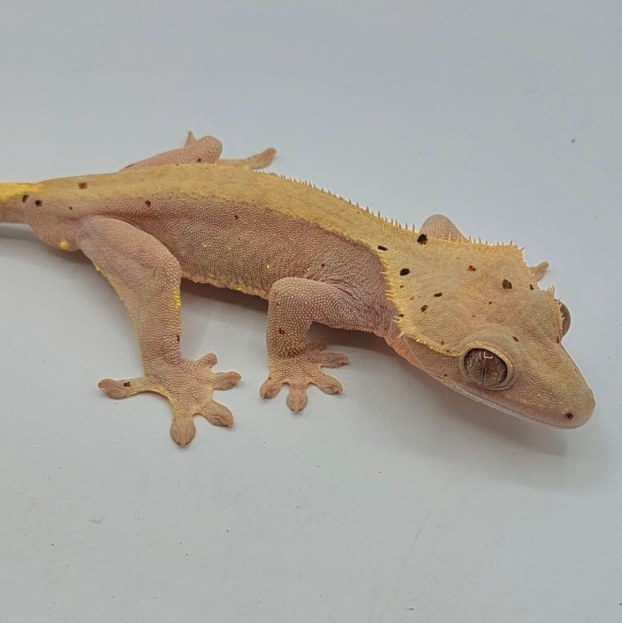Gecko crestado – Correlophus ciliatus