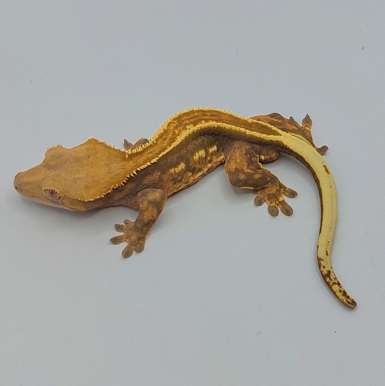 Gecko crestado – Correlophus ciliatus