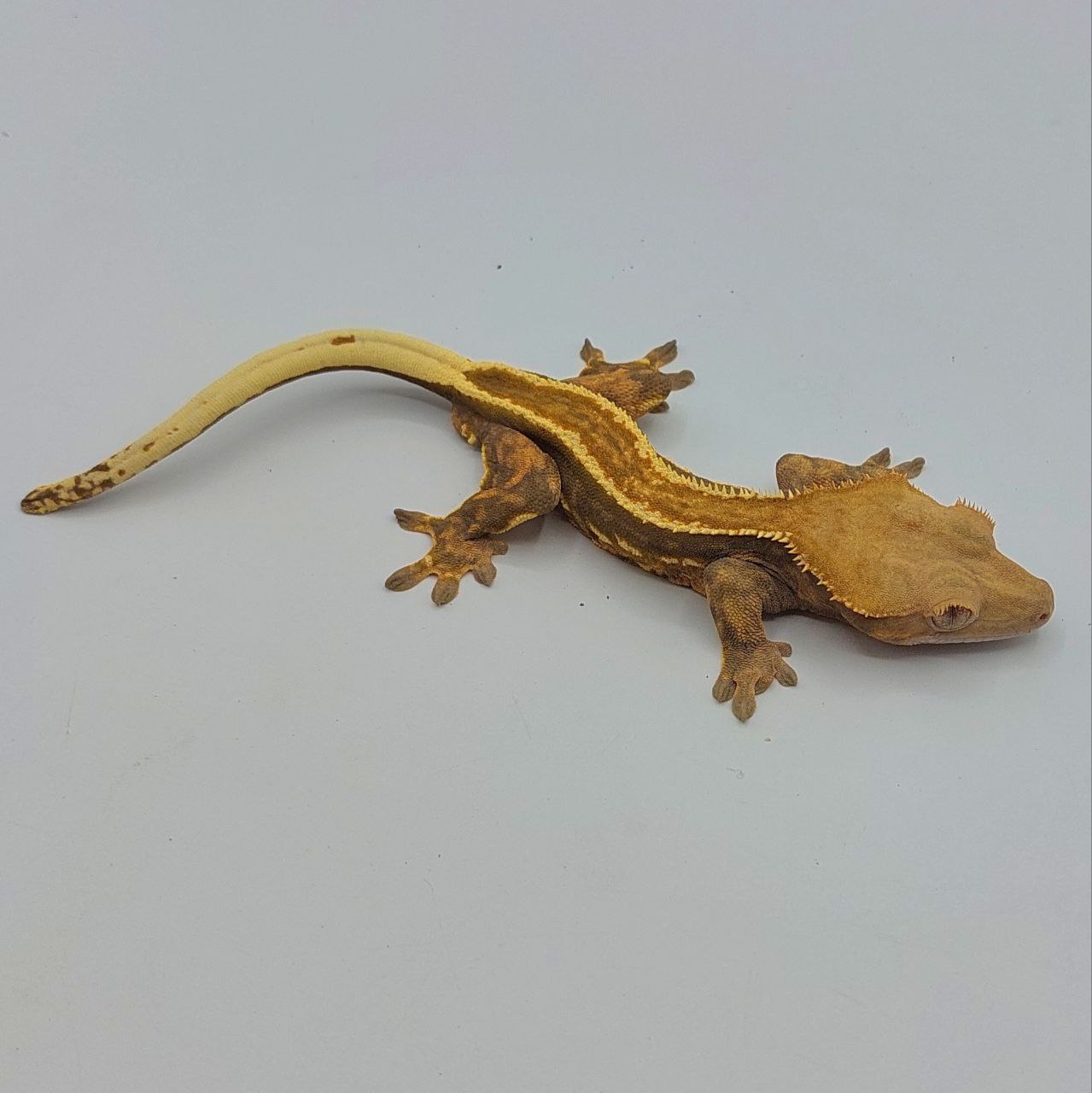 Gecko crestado – Correlophus ciliatus
