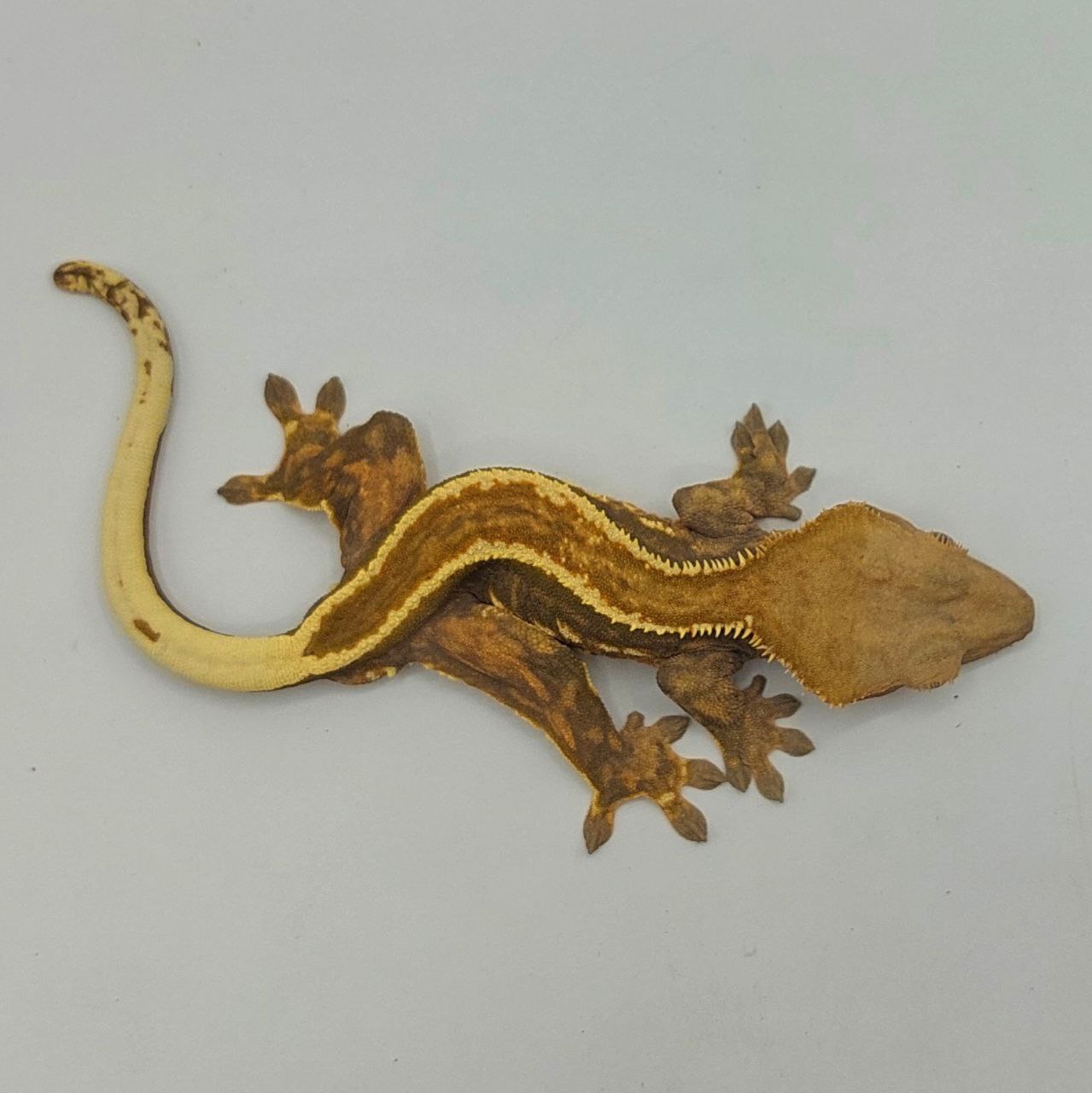 Gecko crestado – Correlophus ciliatus