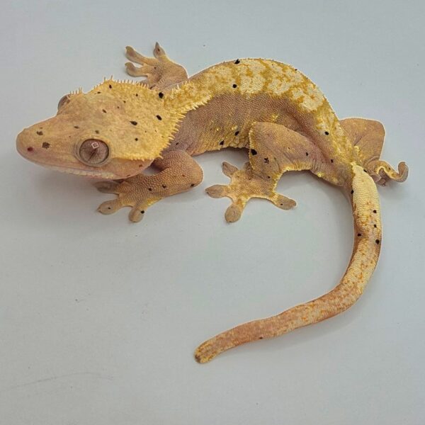 Gecko crestado – Correlophus ciliatus