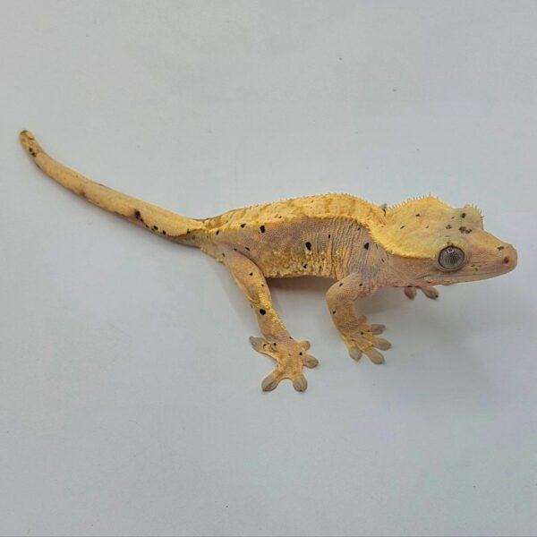 Gecko crestado – Correlophus ciliatus