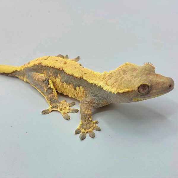 Gecko crestado – Correlophus ciliatus