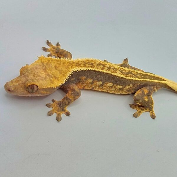 Gecko crestado – Correlophus ciliatus