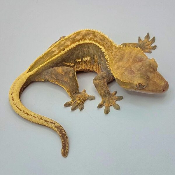 Gecko crestado – Correlophus ciliatus