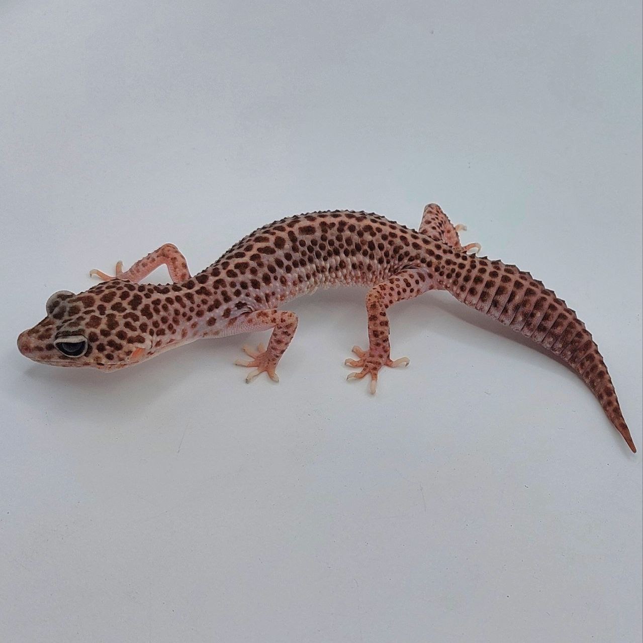 Gecko Leopardo – Eublepharis macularius