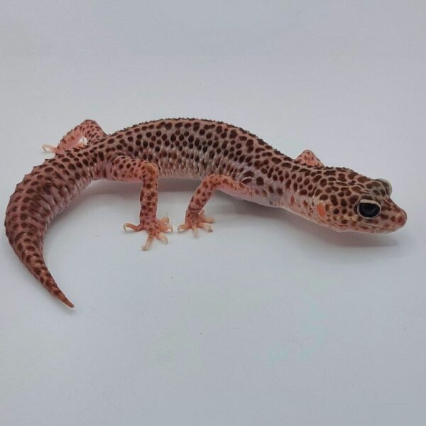 Gecko Leopardo – Eublepharis macularius