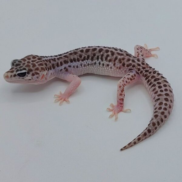 Gecko Leopardo – Eublepharis macularius