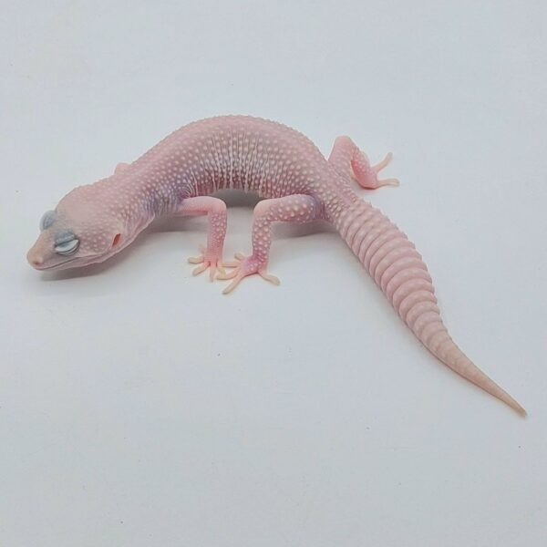 Gecko Leopardo – Eublepharis macularius