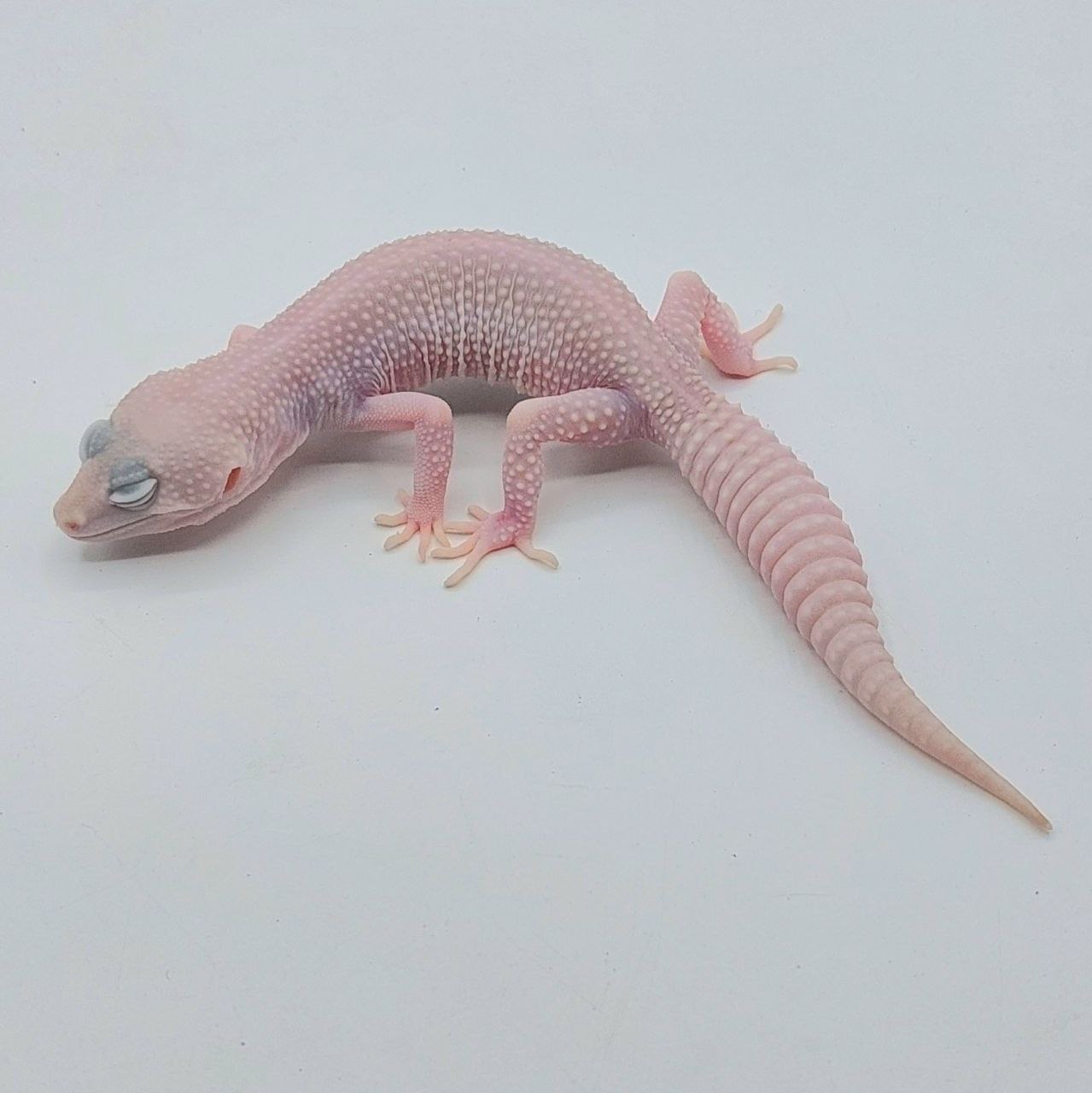 Gecko Leopardo – Eublepharis macularius