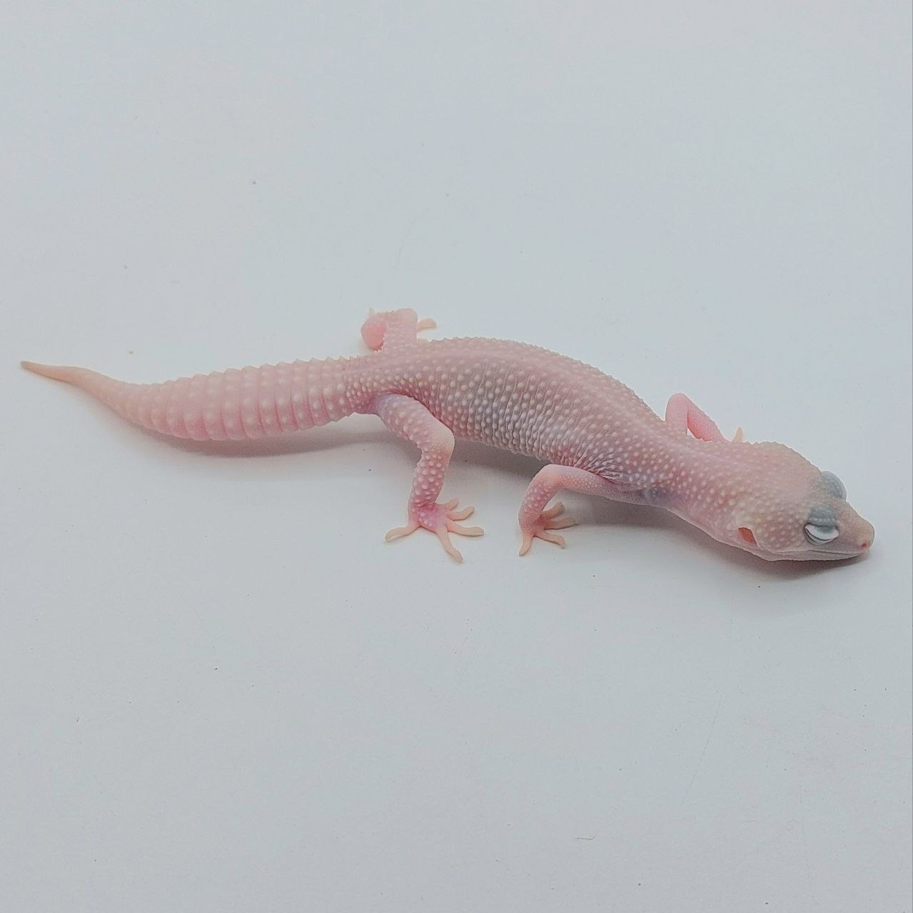 Gecko Leopardo – Eublepharis macularius