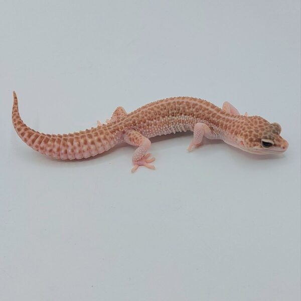 Gecko Leopardo – Eublepharis macularius