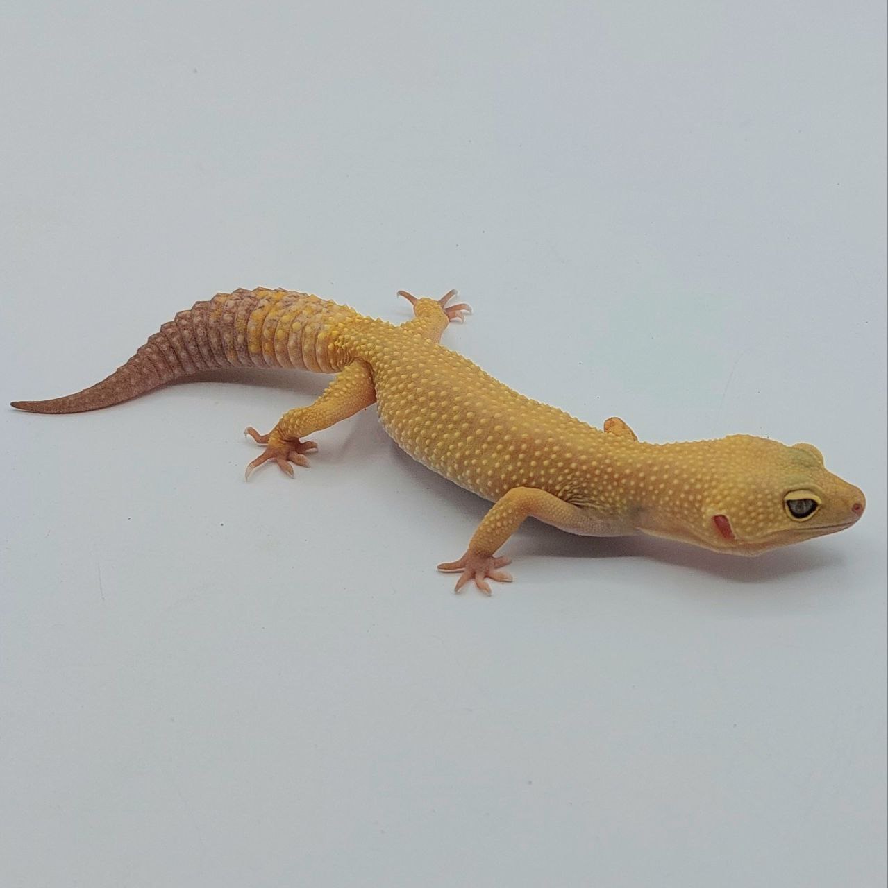 Gecko Leopardo – Eublepharis macularius
