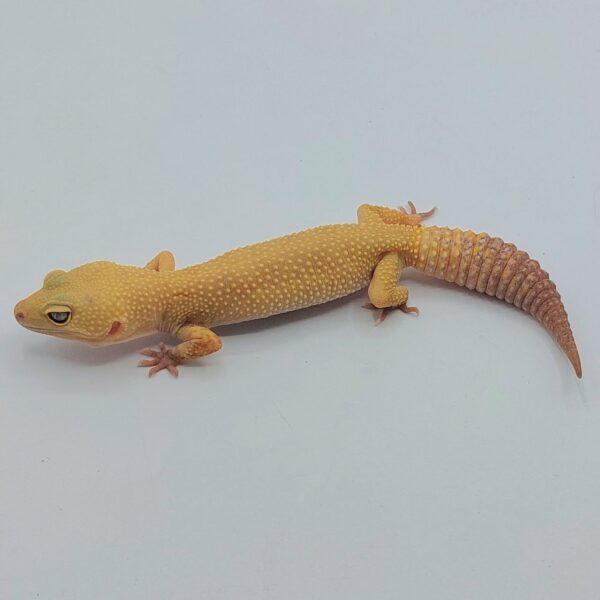 Gecko Leopardo – Eublepharis macularius