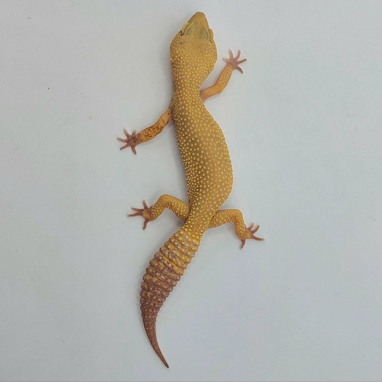 Gecko Leopardo – Eublepharis macularius