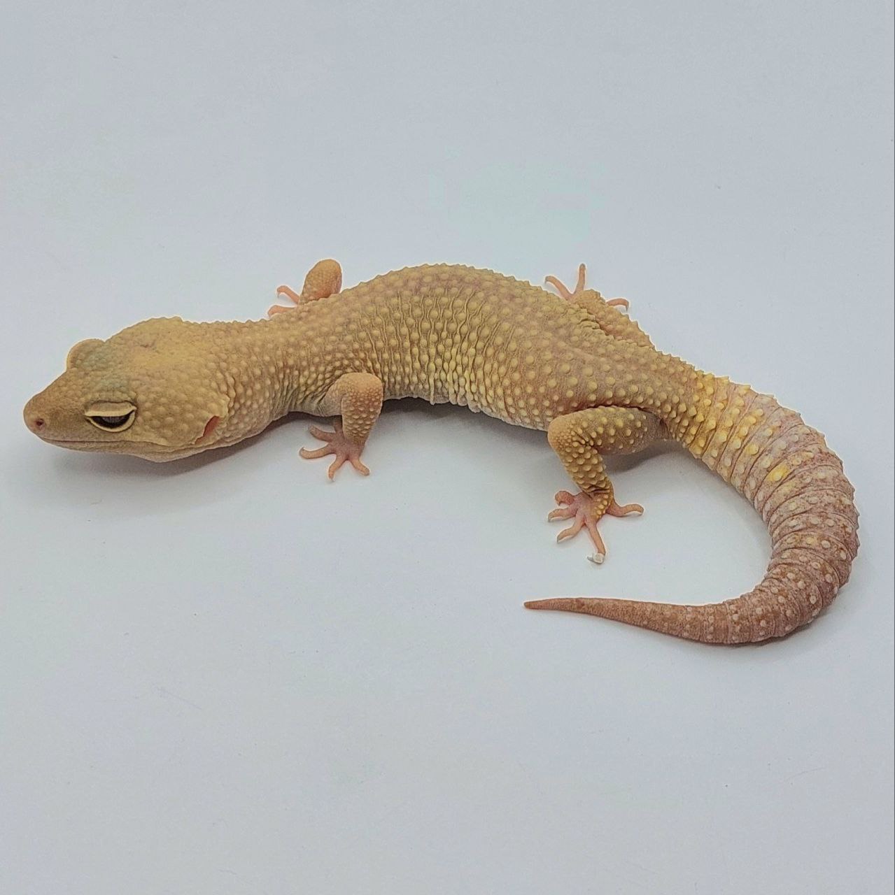 Gecko Leopardo – Eublepharis macularius