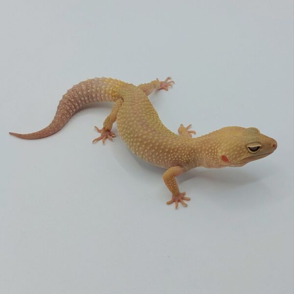 Gecko Leopardo – Eublepharis macularius