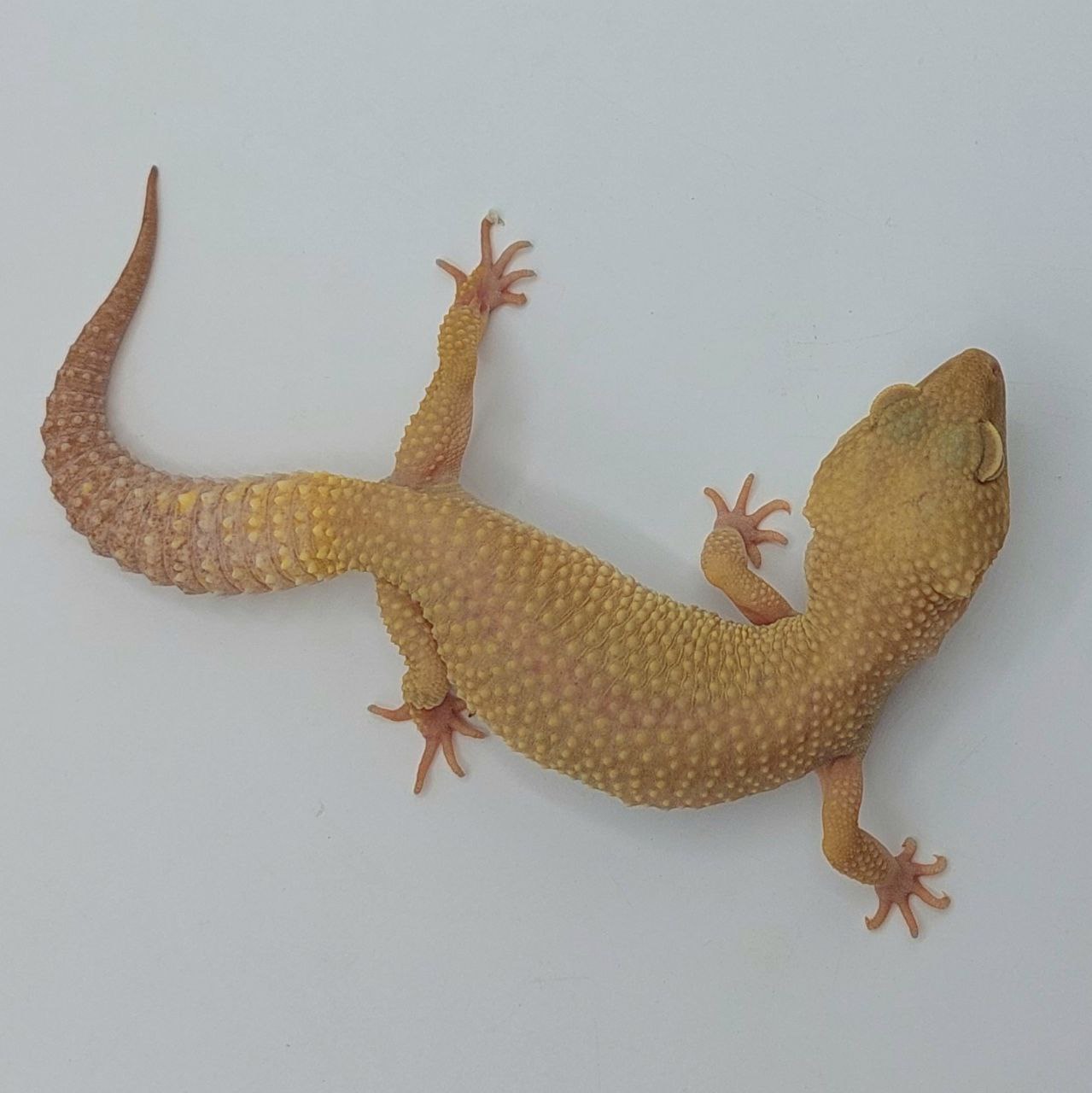 Gecko Leopardo – Eublepharis macularius