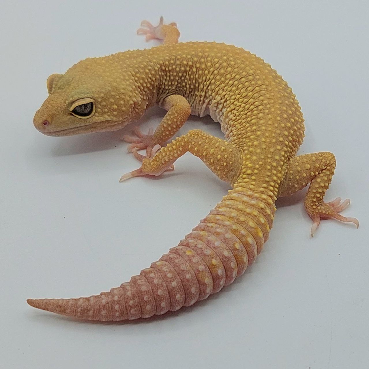 Gecko Leopardo – Eublepharis macularius