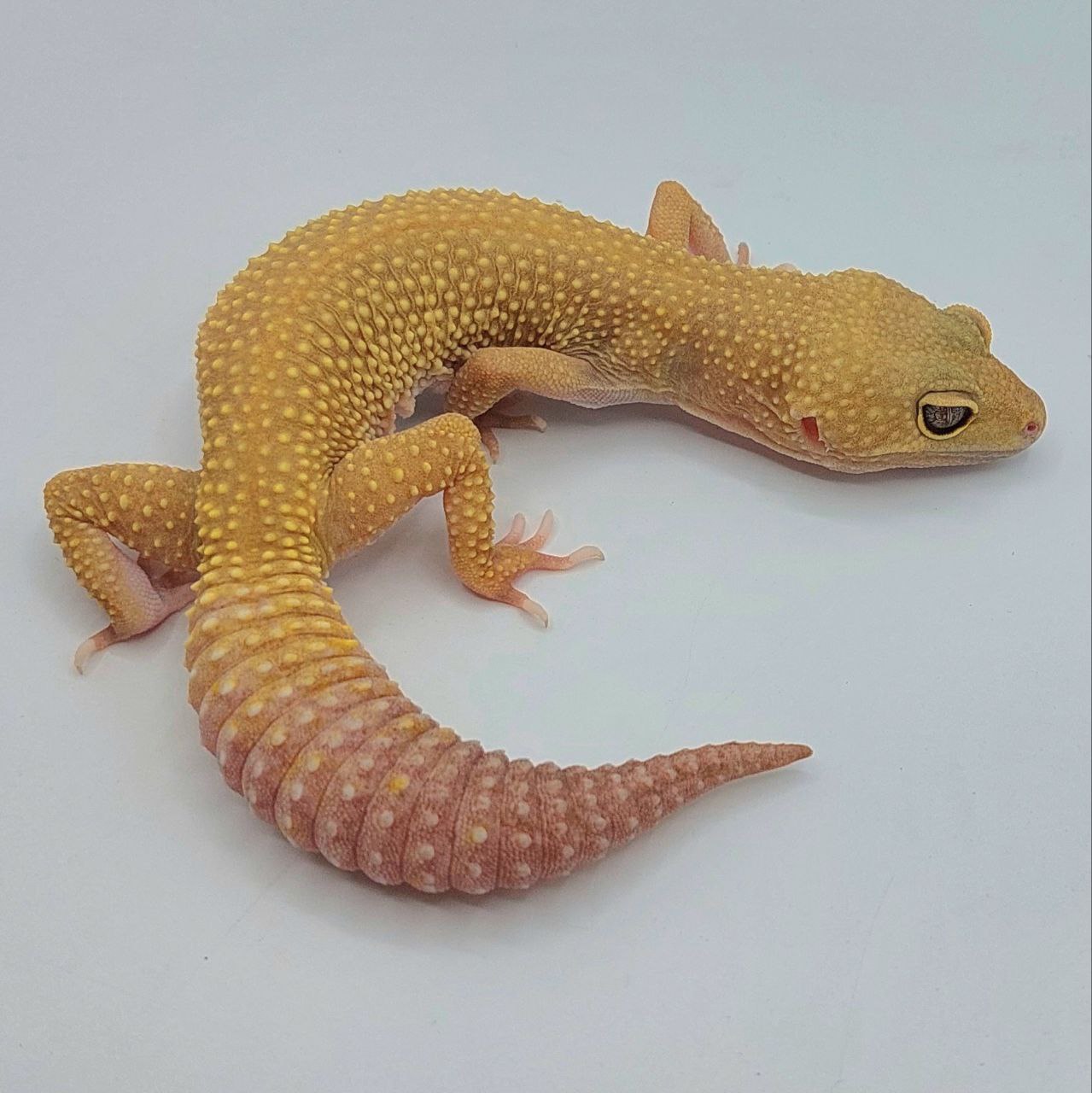 Gecko Leopardo – Eublepharis macularius