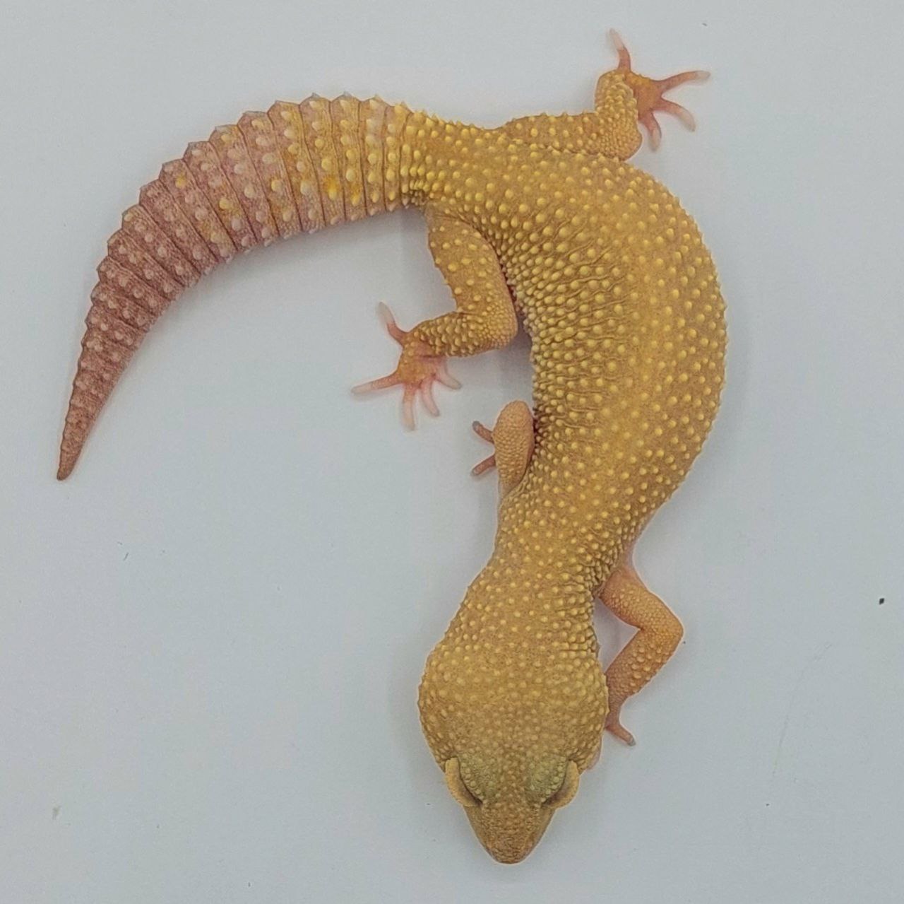 Gecko Leopardo – Eublepharis macularius