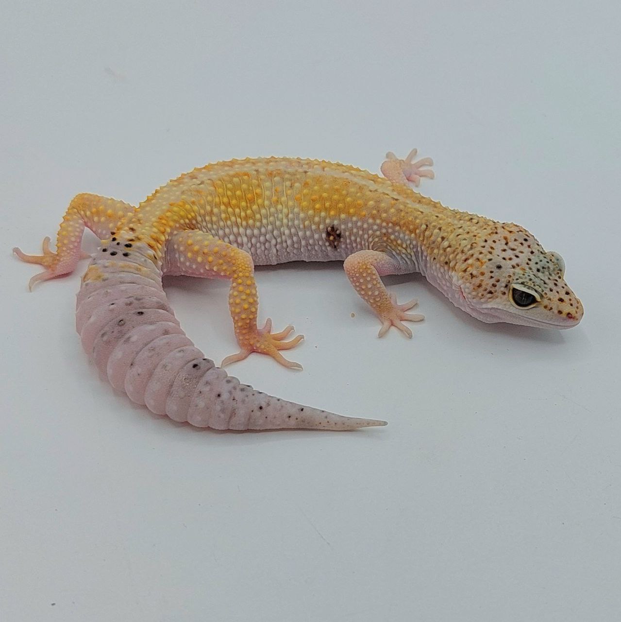 Gecko Leopardo – Eublepharis macularius