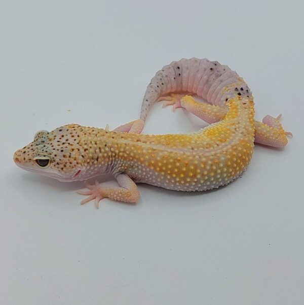 Gecko Leopardo – Eublepharis macularius