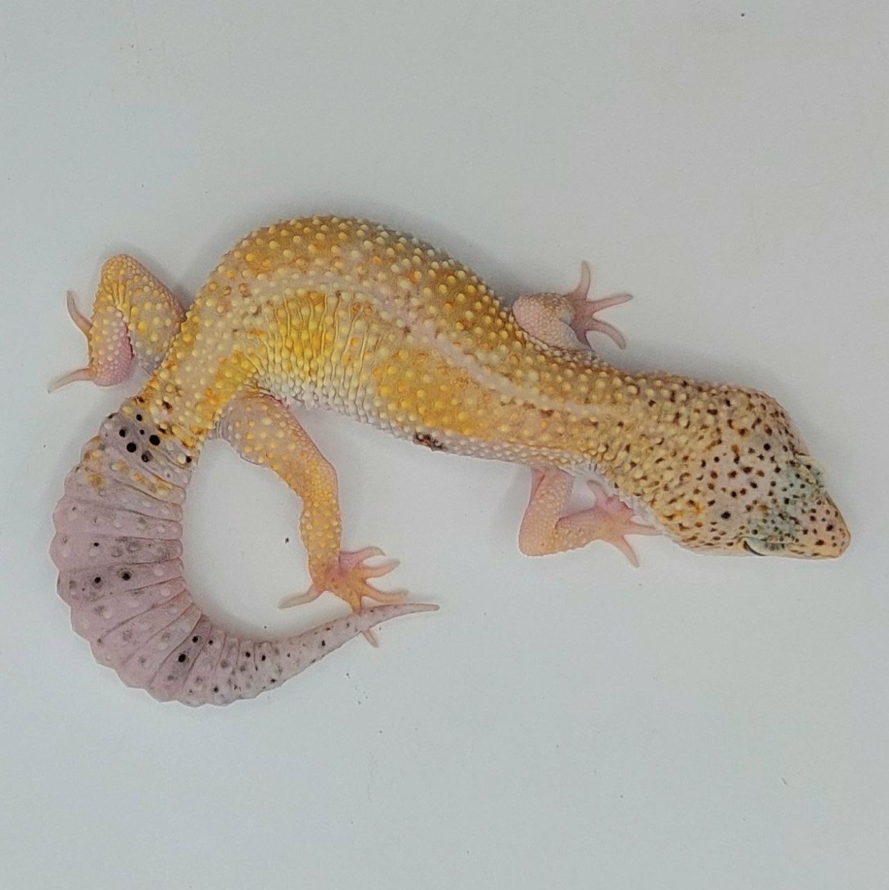 Gecko Leopardo – Eublepharis macularius