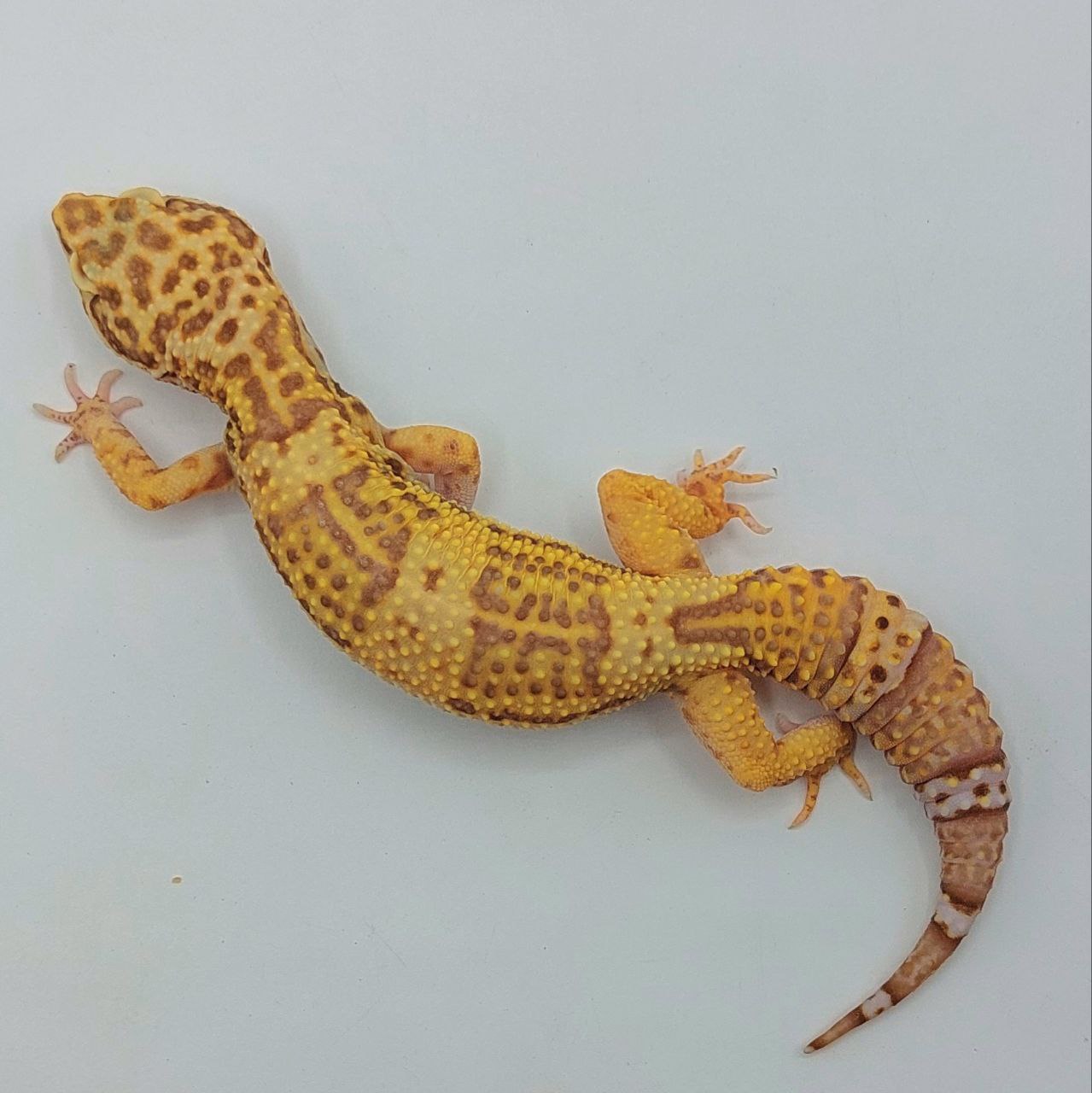 https://reptilur.com/gecko-leopardo-eublepharis-macularius-2/