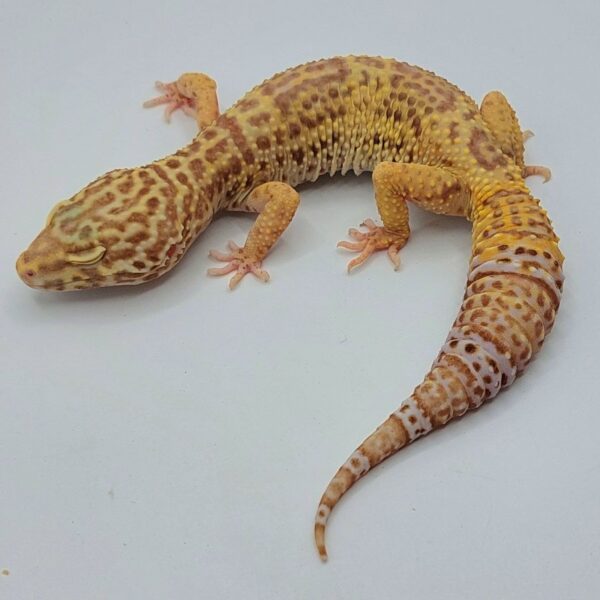 Gecko Leopardo – Eublepharis macularius