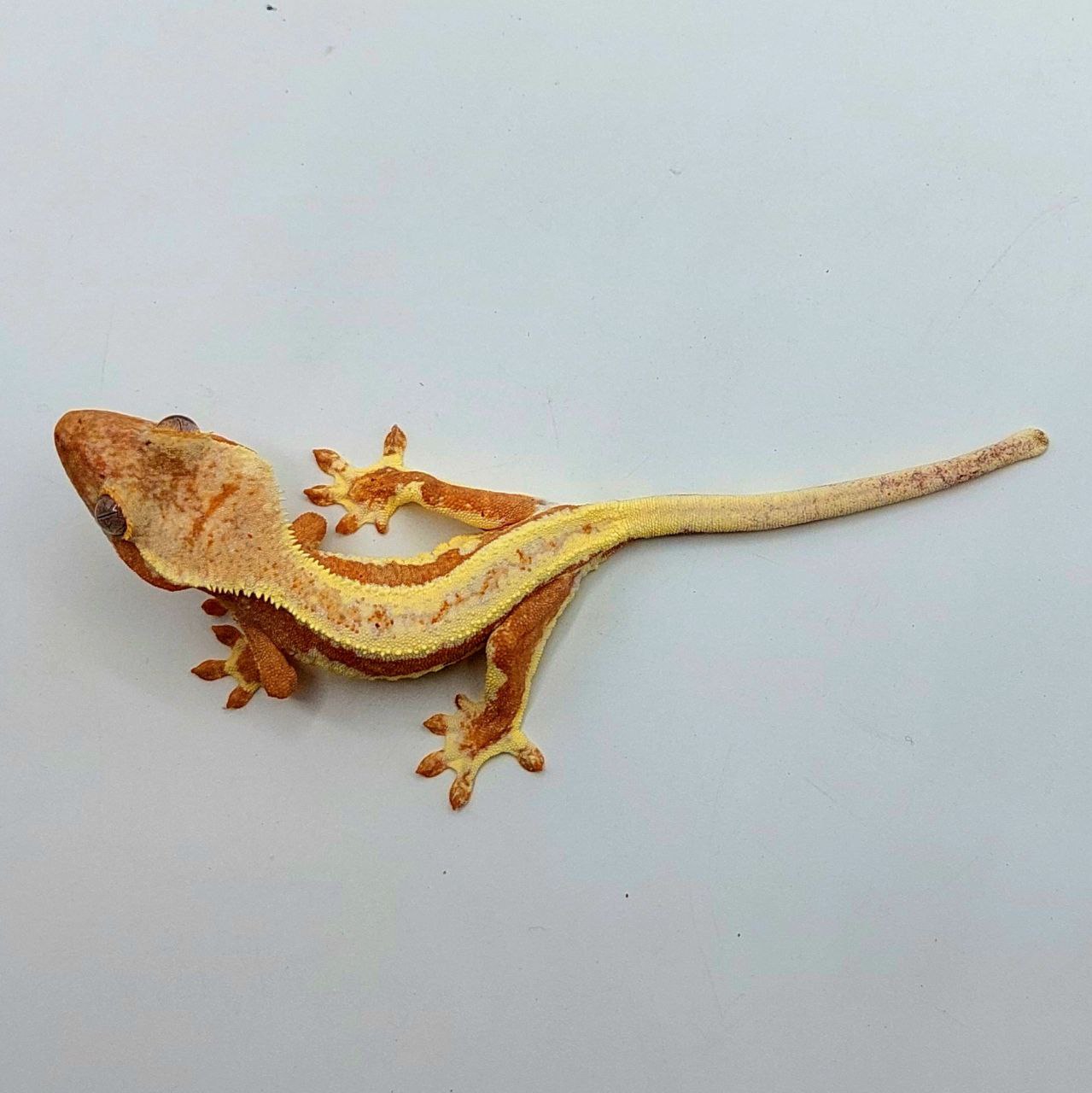 Gecko crestado – Correlophus ciliatus