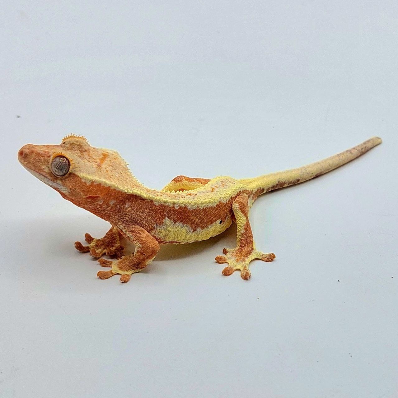 Gecko crestado – Correlophus ciliatus