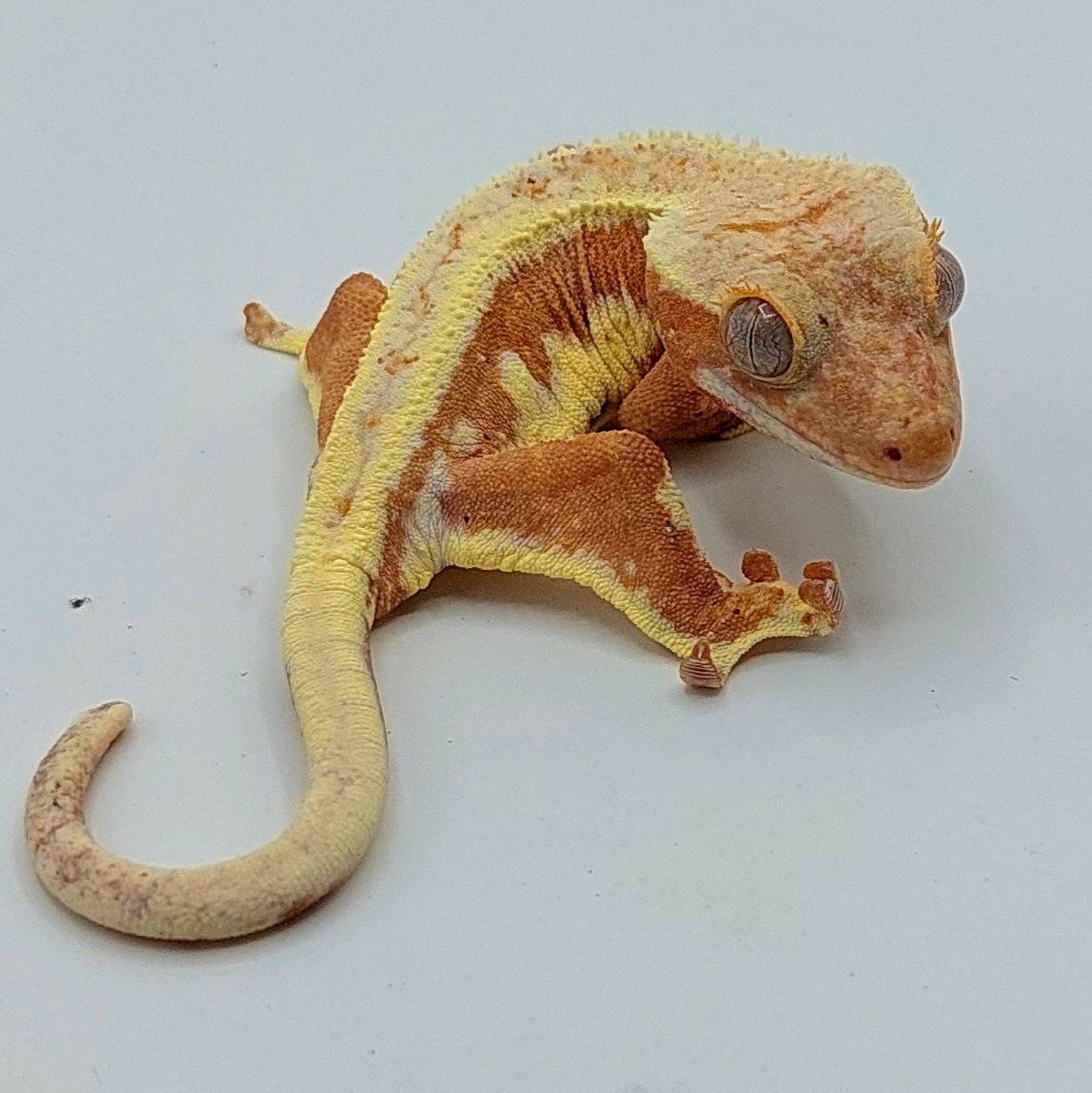 Gecko crestado – Correlophus ciliatus