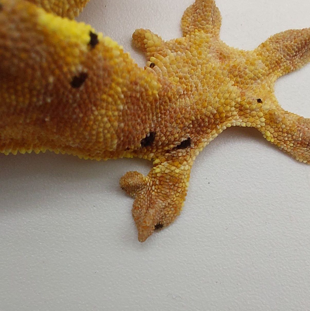 Gecko crestado – Correlophus ciliatus