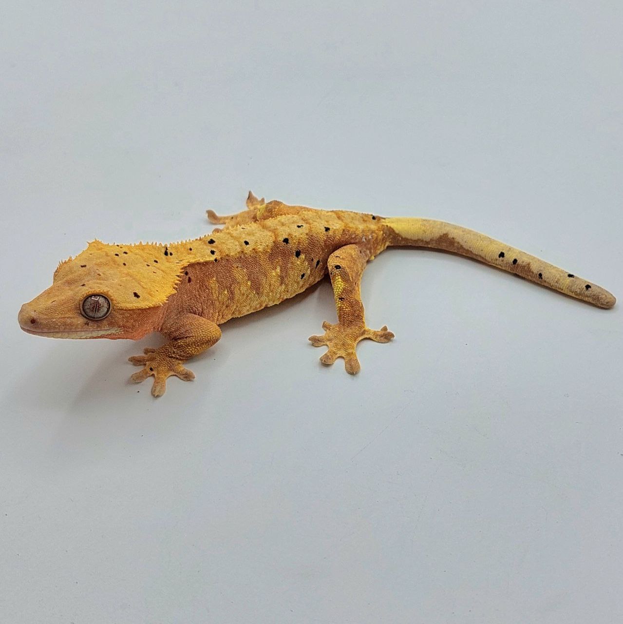 Gecko crestado – Correlophus ciliatus